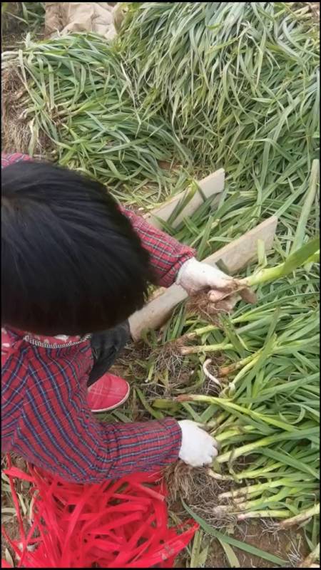 好蒜苗加好的捆蒜苗技术,才会好上加好-度小视