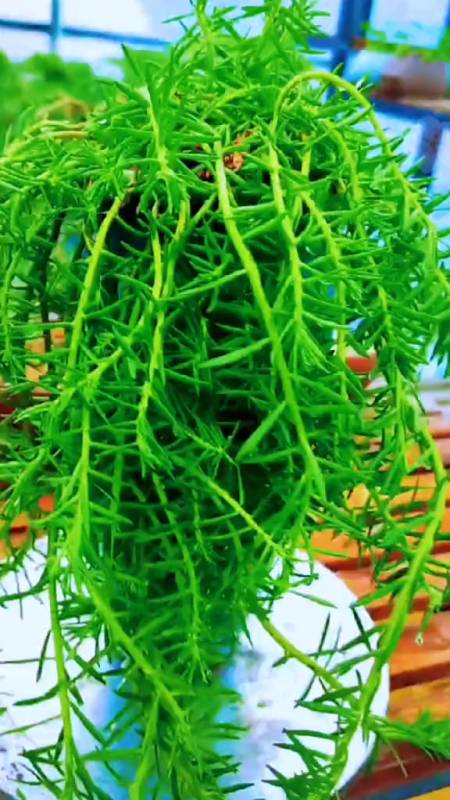太阳花悬崖老桩盆栽养护美不美你们说了算-度小视
