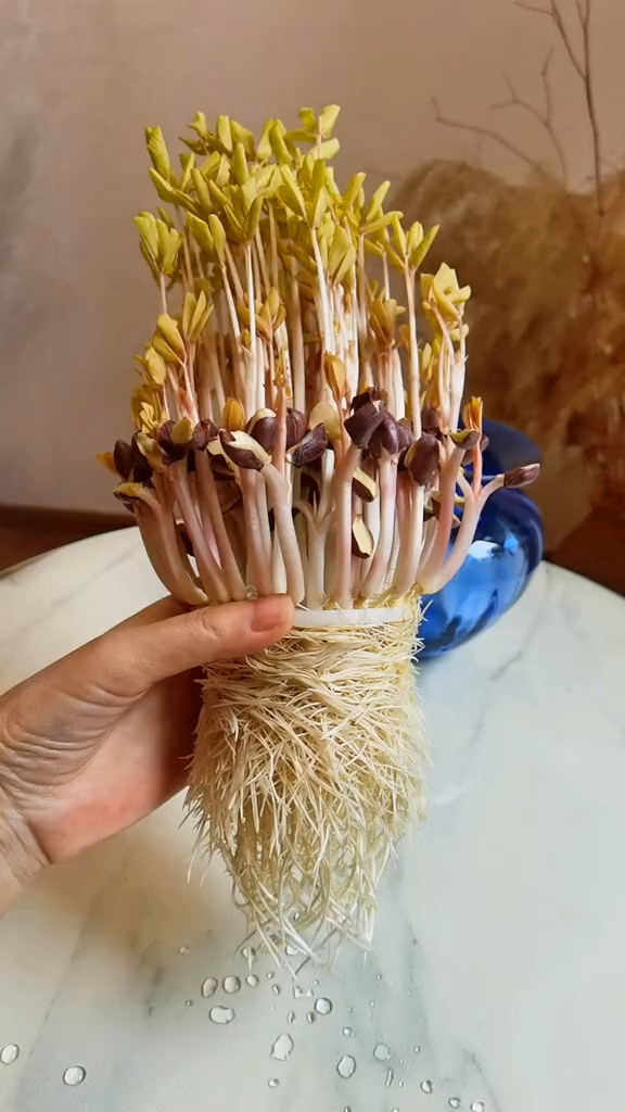 水培植物的美黑花生种子盆栽-度小视