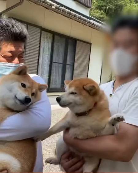 八嘎,你也出来玩哦柴犬柴犬表情包微笑柴犬柴犬趣闻-度小视