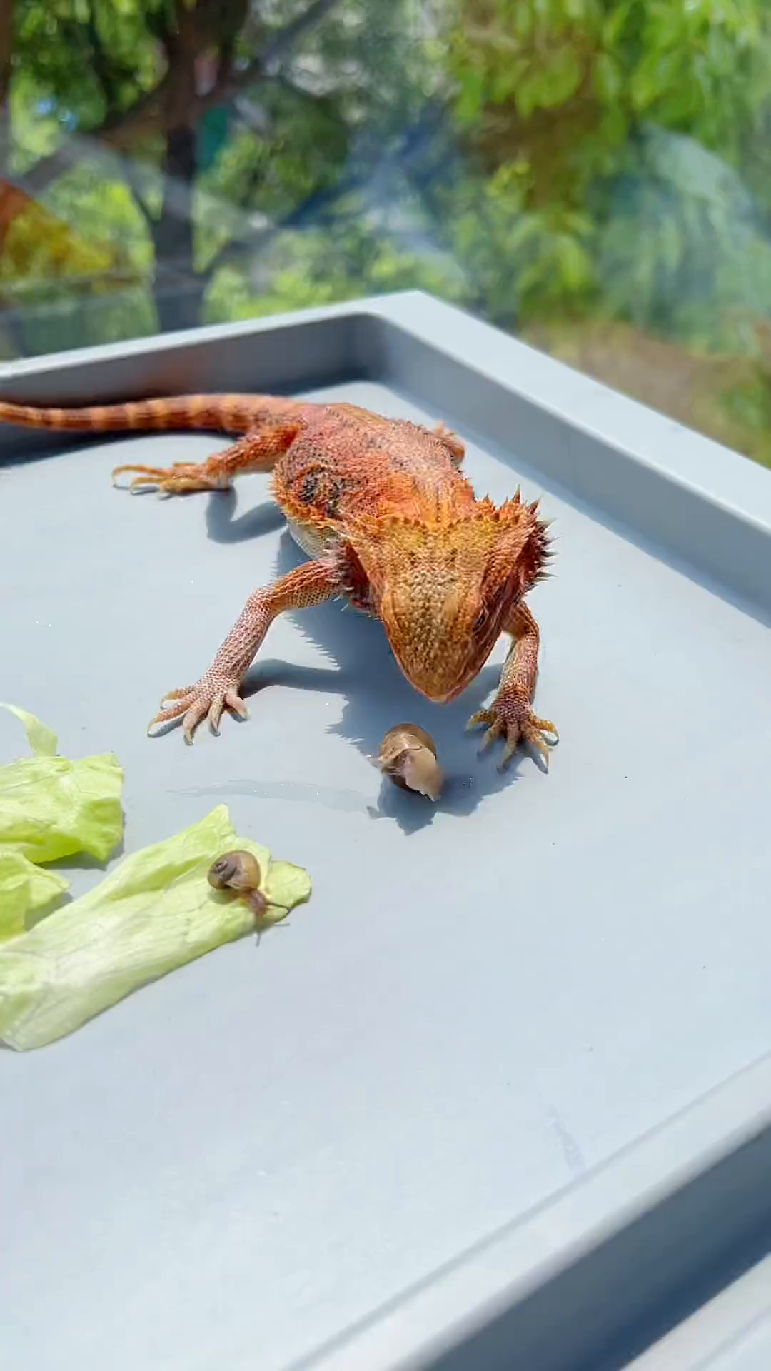 钉螺?我们来为可爱的烟管蜗牛平反-度小视