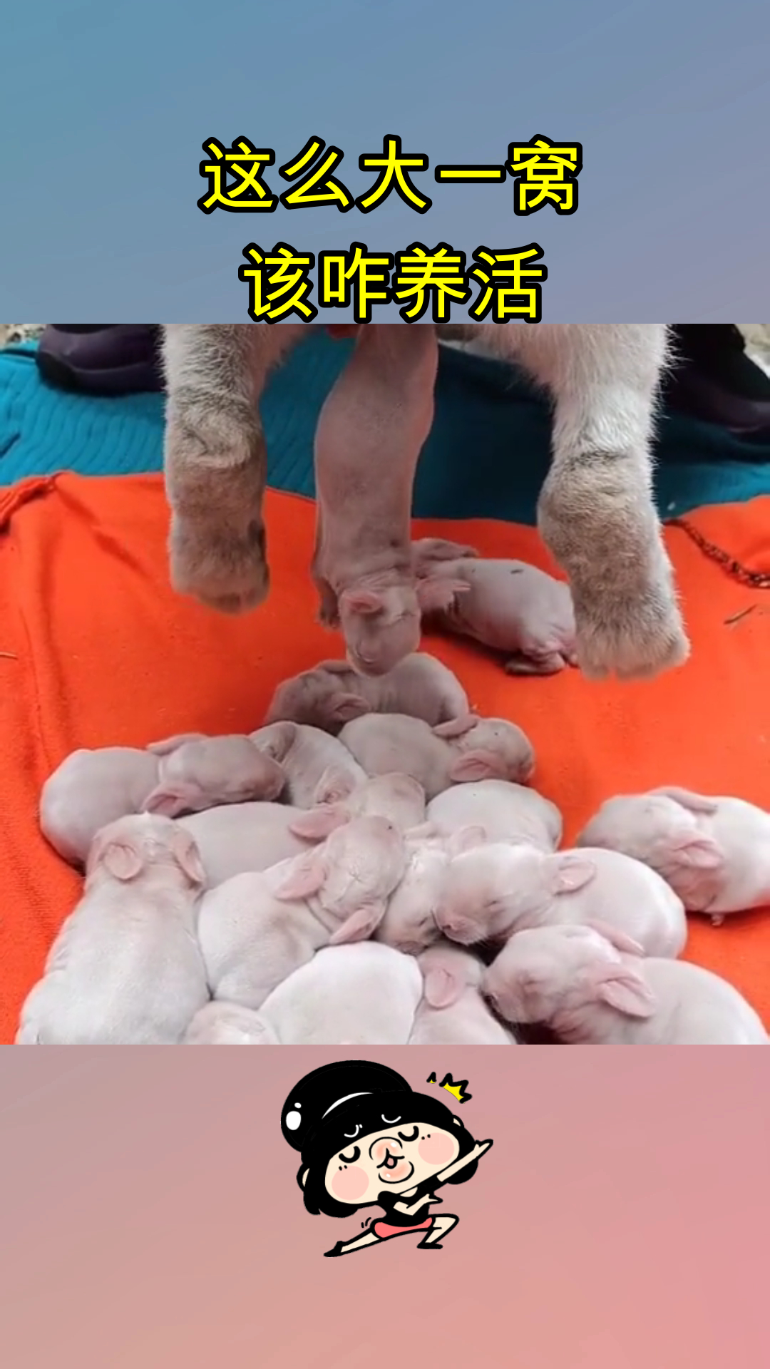 这么大一窝该咋养活