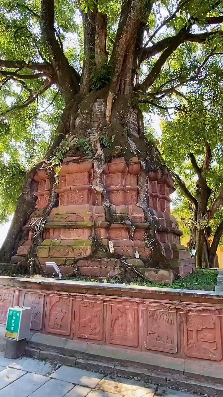 塔包树树包塔百年老树自然奇观