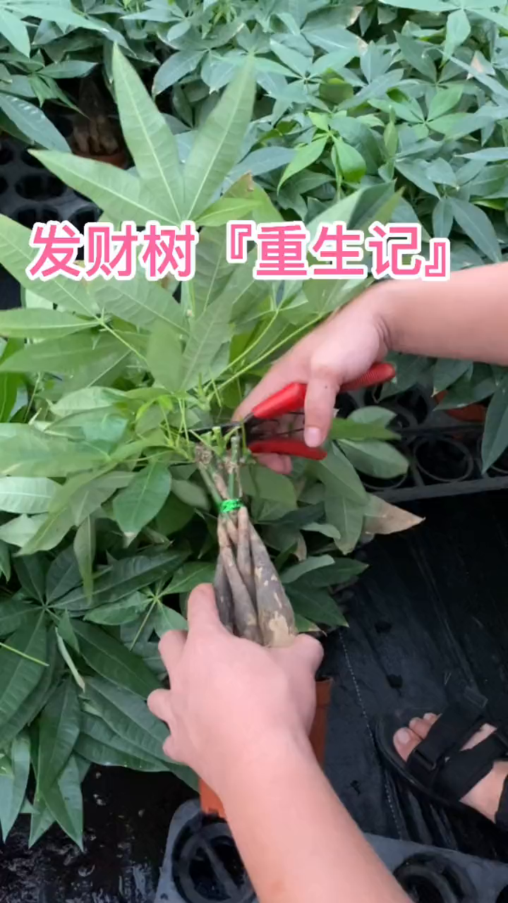 发财树是可以修剪的,你知道吗?