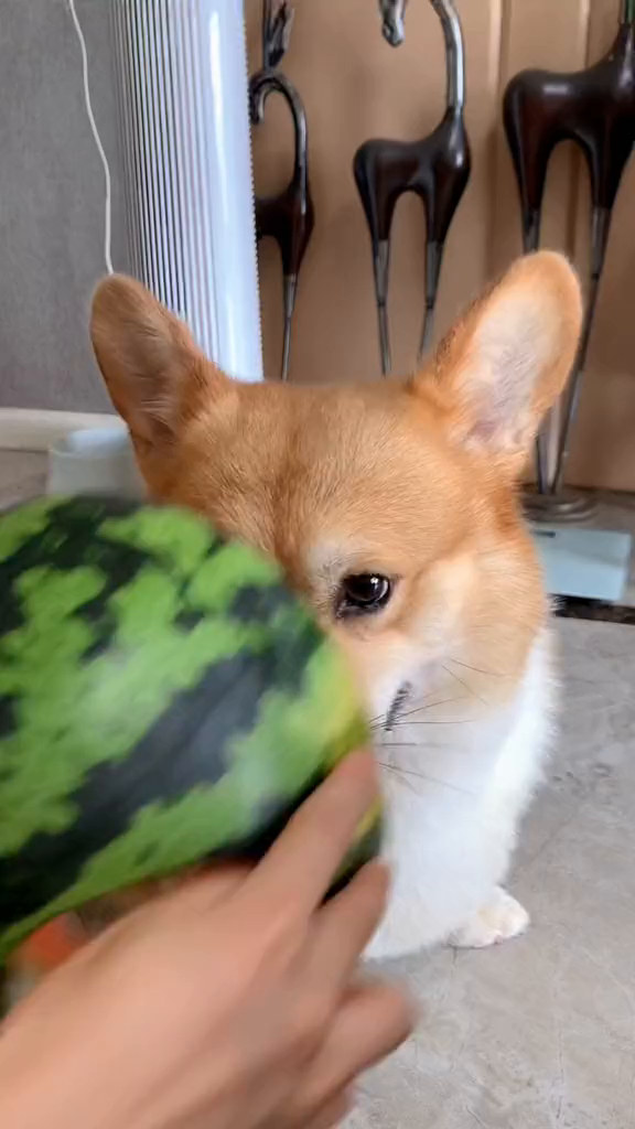 瓜皮狗真的太太太搞笑了吧!-度小视