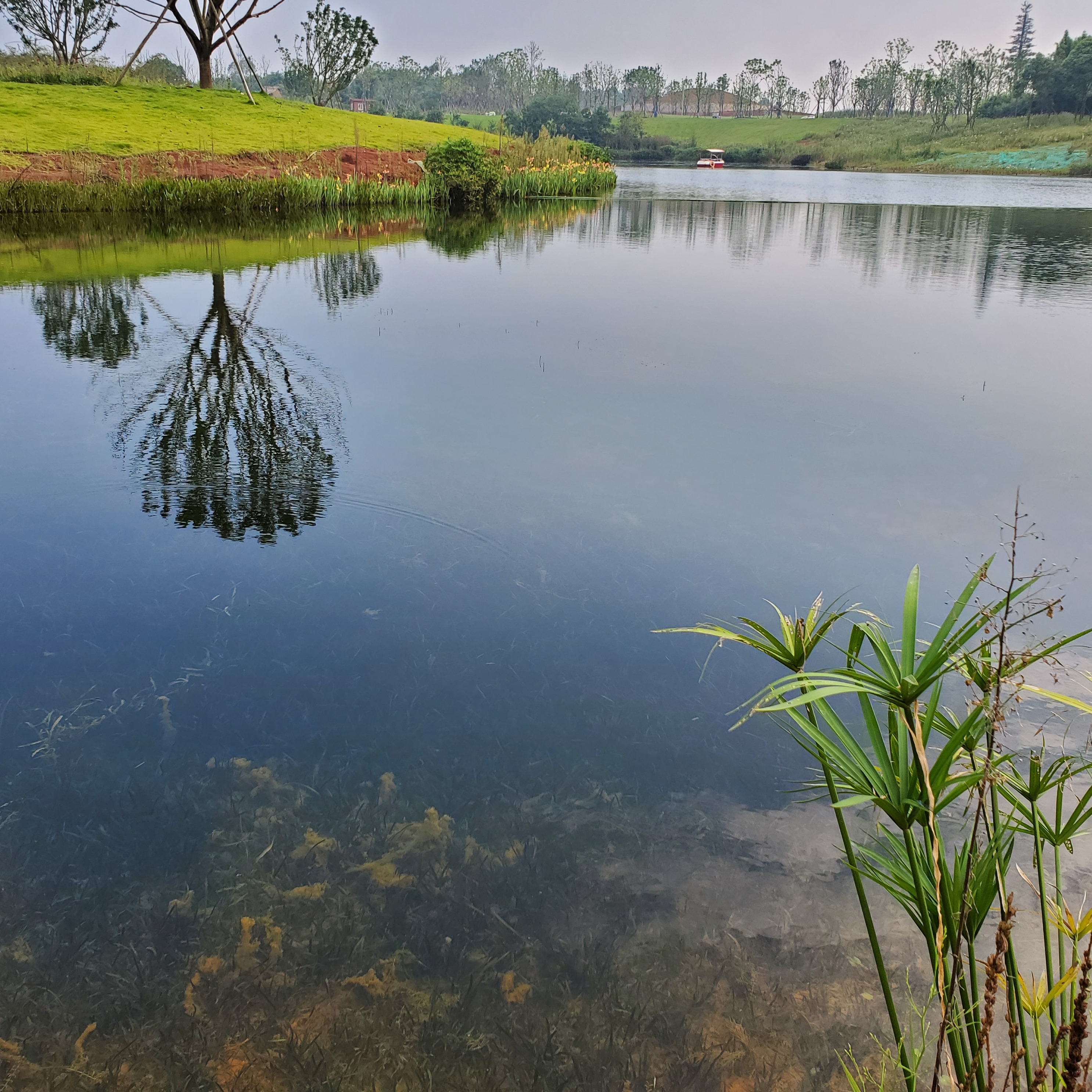 大水域面沉水植物种植水位控制方法