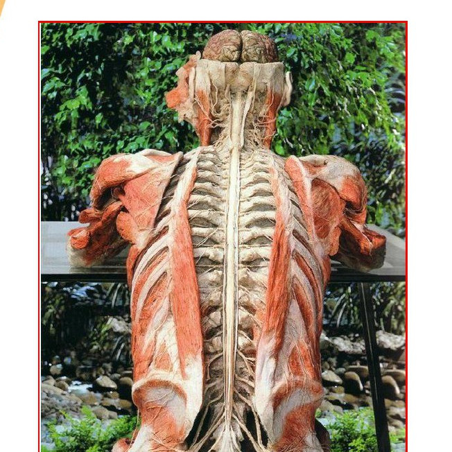 kummell病的最新治疗进展基础医学医药卫生专业资料