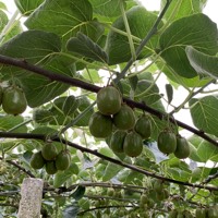 柑橘 芸香科柑橘属植物 百度百科