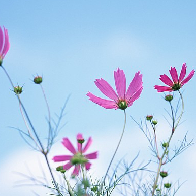 好看的微信头像图片花 20c1e0d467f1ba6062f40bd37689dbd1.jpeg