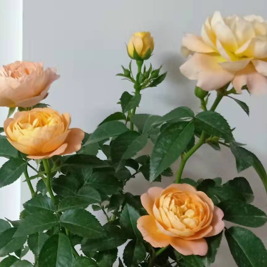 福星小子 同名漫画改编的电视动画 1981 1986 百度百科