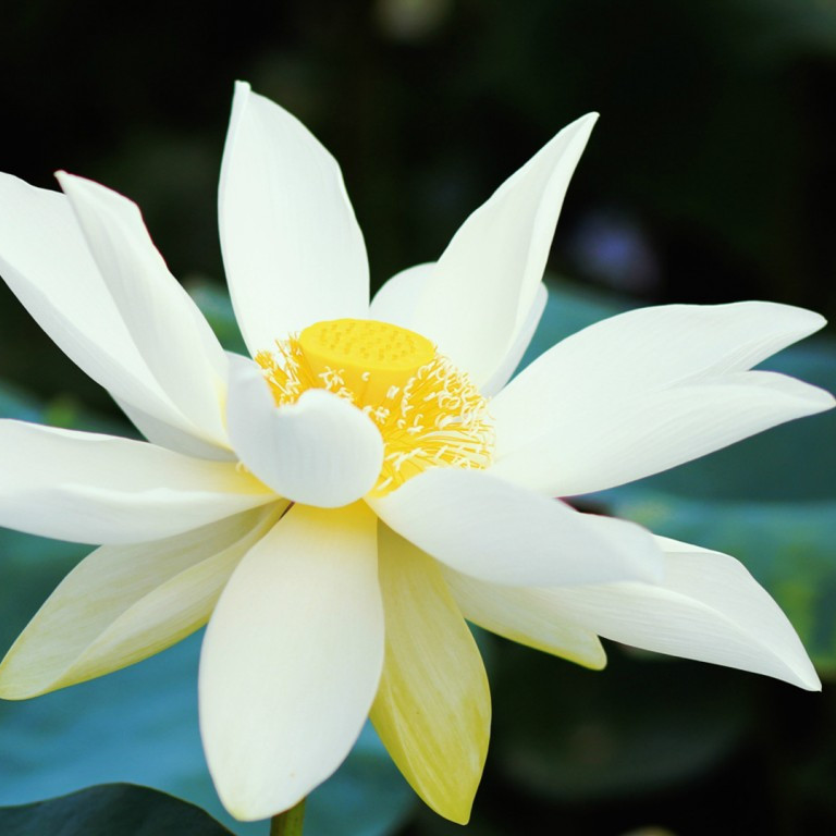 斯卡布罗集市歌词 百度文库