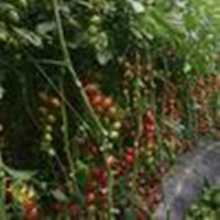 蔬菜种植 大棚蔬菜 种植技术 黄瓜种植 寿光蔬菜 番茄种植 王友福 甜瓜种植 西瓜种植 西红柿种植 寿光蔬菜 蔬菜大棚