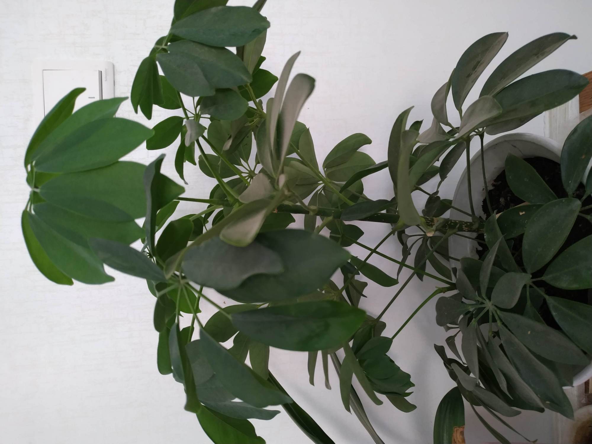 龙澍峪 百度百科