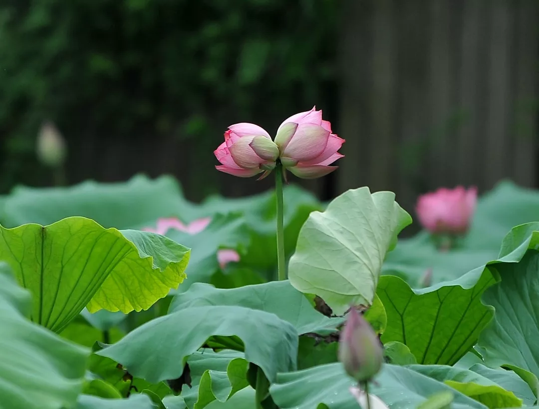 蓼花盛开的季节 百科ta说