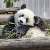大熊猫和花：别扒拉我，不抱就不回去了！