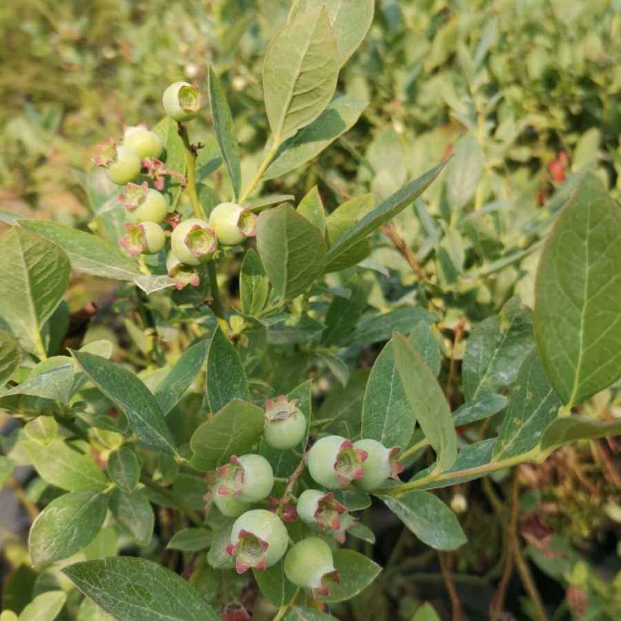#蓝莓苗#L蓝莓苗，根系很哇塞。优质南高丛品种，早熟大果，品质好。适合南方露地、北方温室。