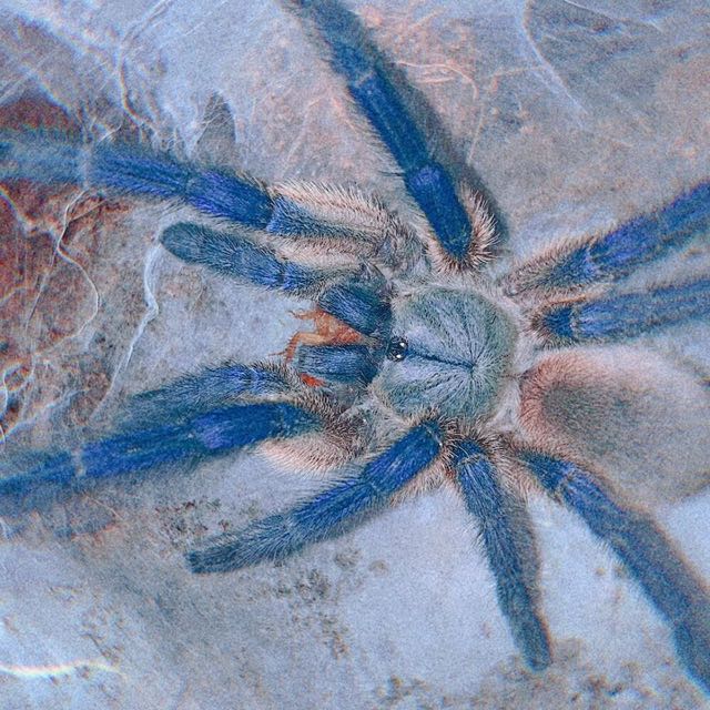 分享最近蜕皮的几只蓝色系蜘蛛