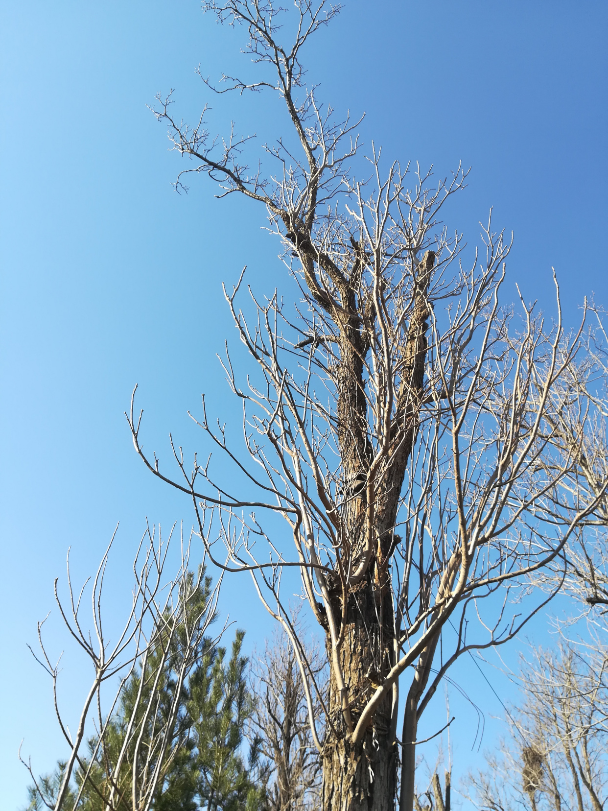 地瓜为何叫番薯,且看过去现在及未来
