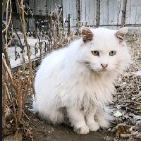 家里人嫌弃猫掉毛，趁我出差给扔了