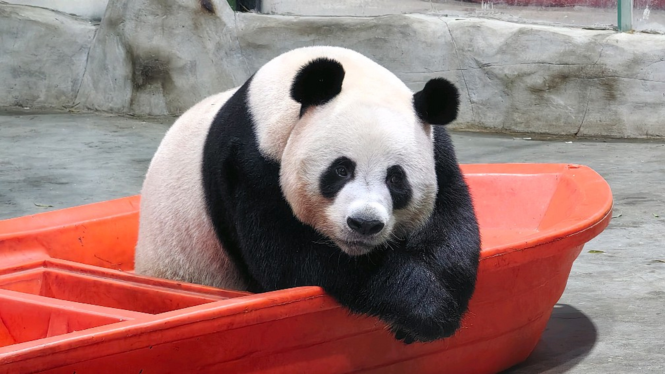 大熊猫灵岩,爱称胖岩,猪八岩,是猫界有名搞笑熊,擅长蹦迪