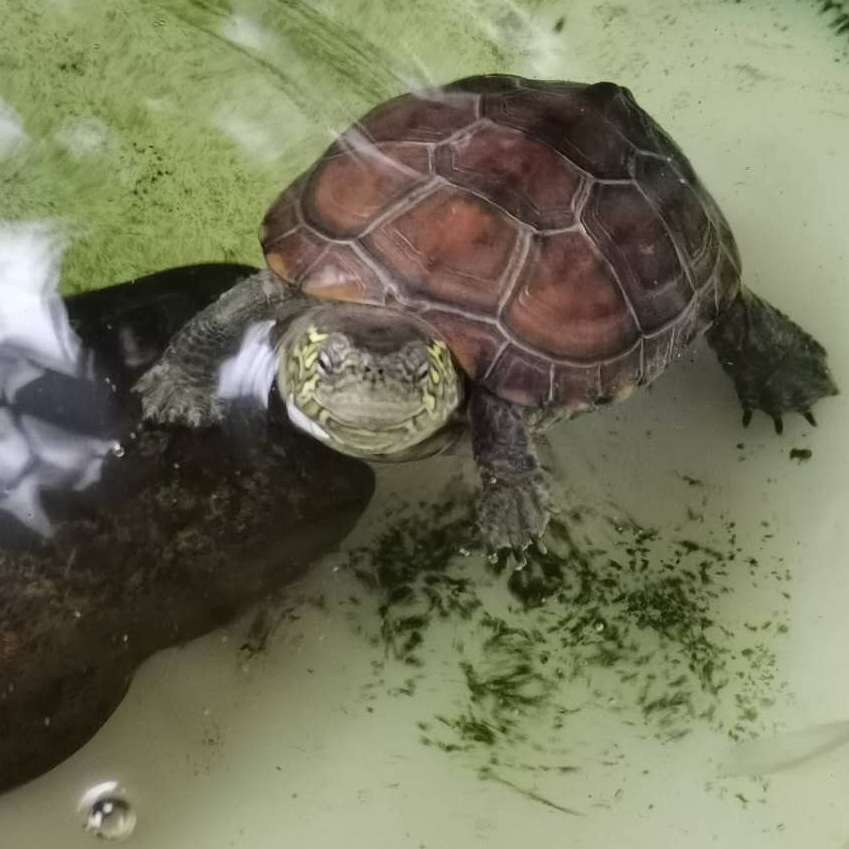 乌龟常见的五种冬眠方法大pk,看看哪种适合你?