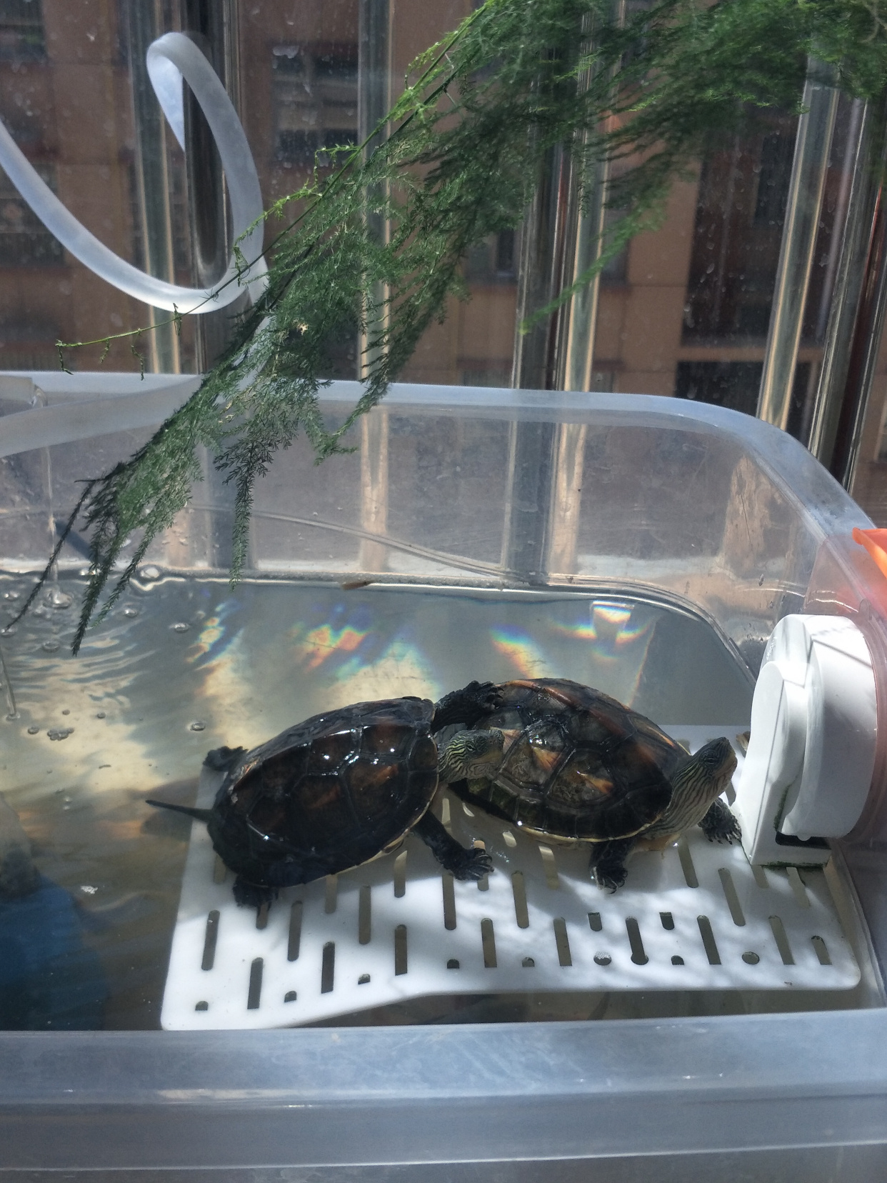 盘点那些养龟人的活体龟粮( 一螺)