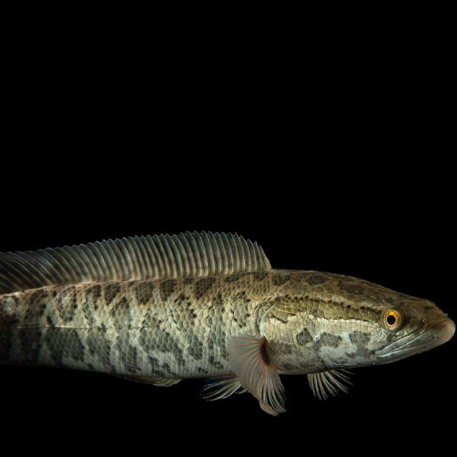 狂暴彪悍的暴徒蓝霸王