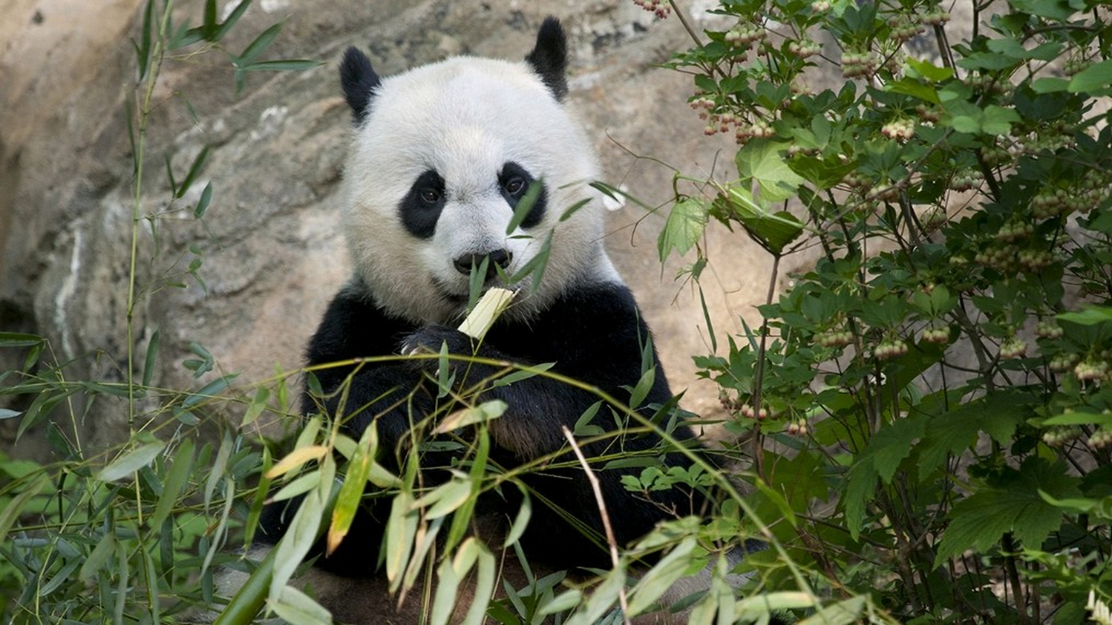 高贵优雅伟大的妈妈,旅美大熊猫美香