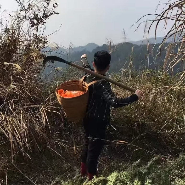翘首期盼,悠然抚来