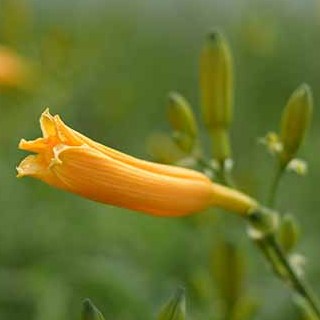 黄花菜种苗—猛子花