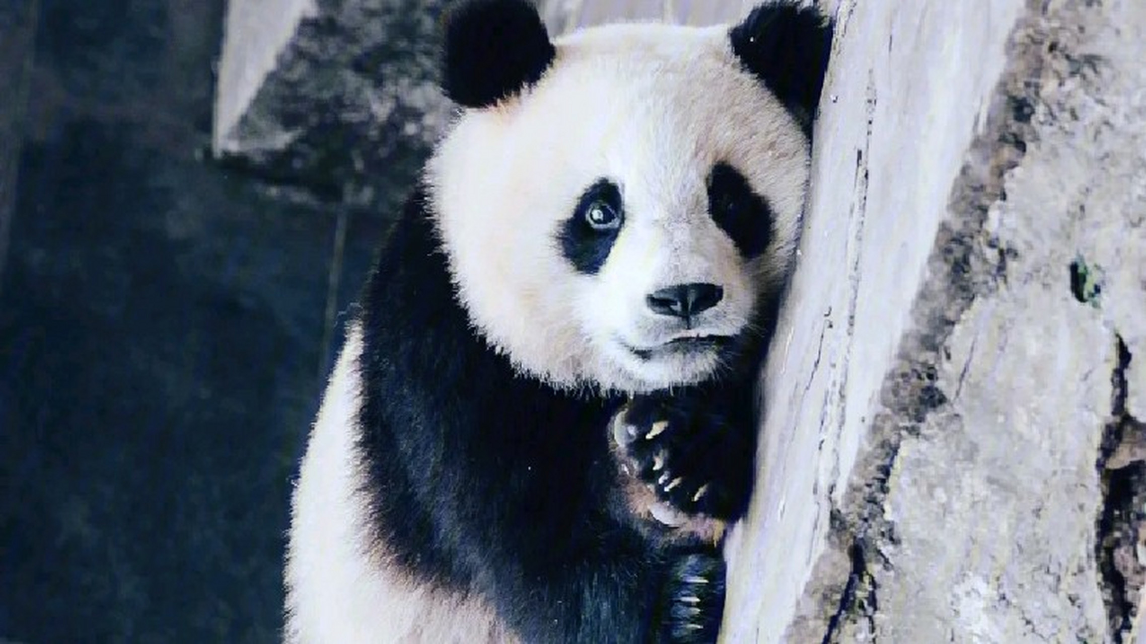 大熊猫成风超话社区图片