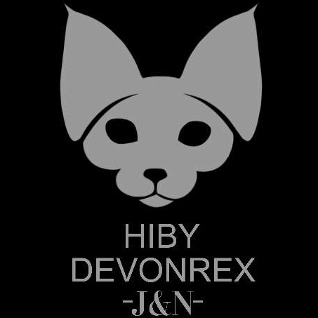 德文卷毛猫猫舍德文卷毛猫价格德文卷毛猫品相