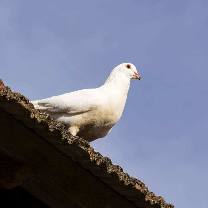 信鸽品种大全及分析 af7a93c355ef884ddeb1779738154b8e.jpeg