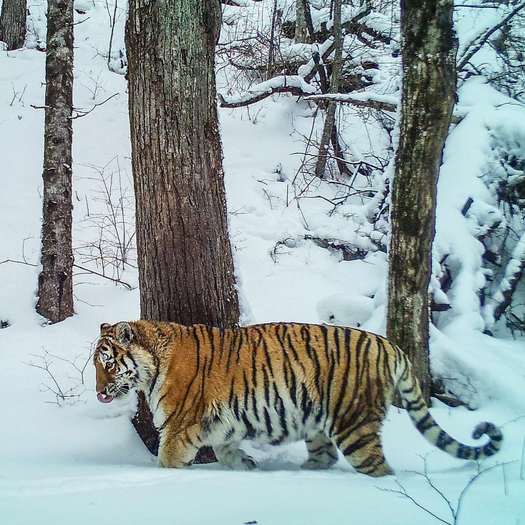 新疆虎神秘消失之谜