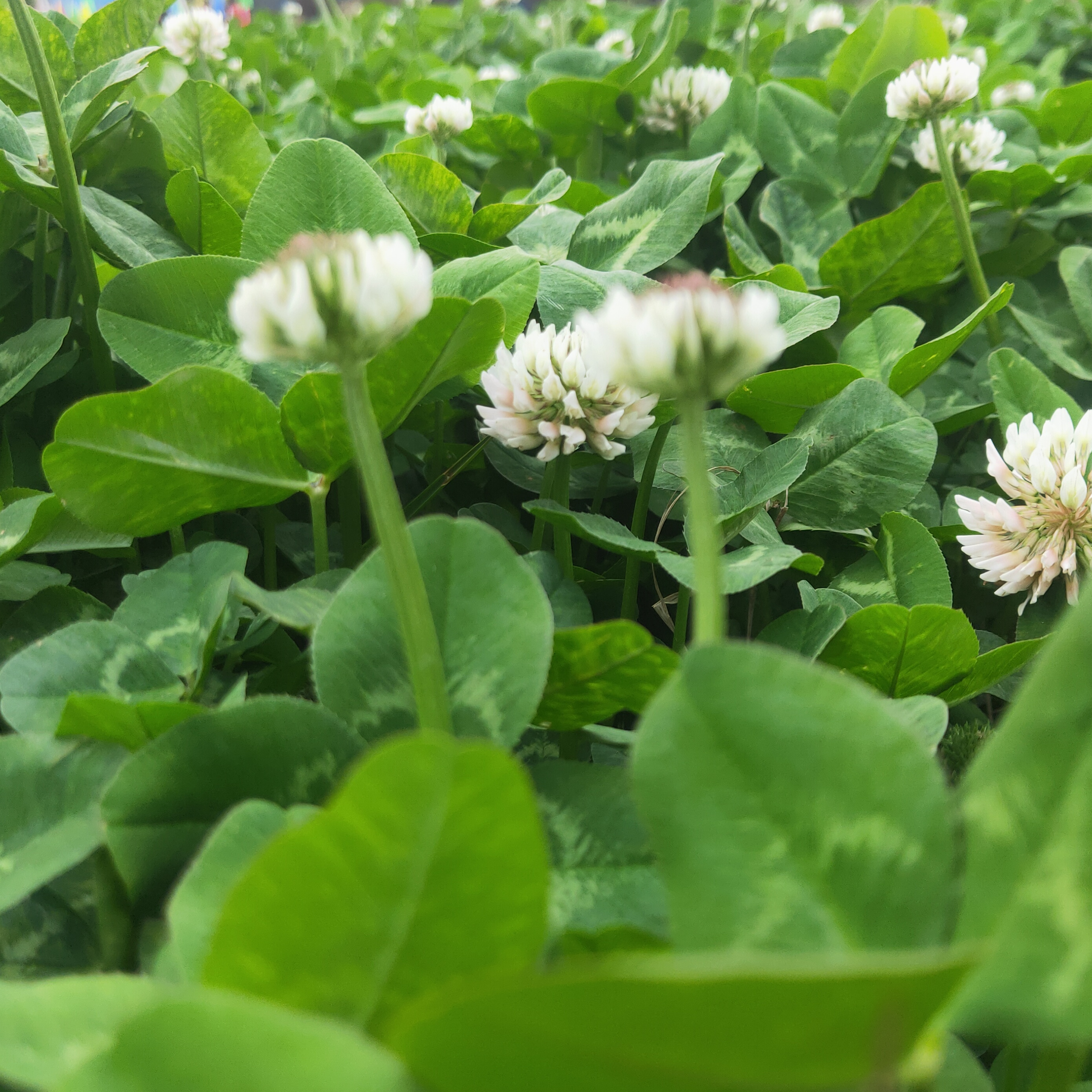 瓜瓜蛋什么意思 百度知道