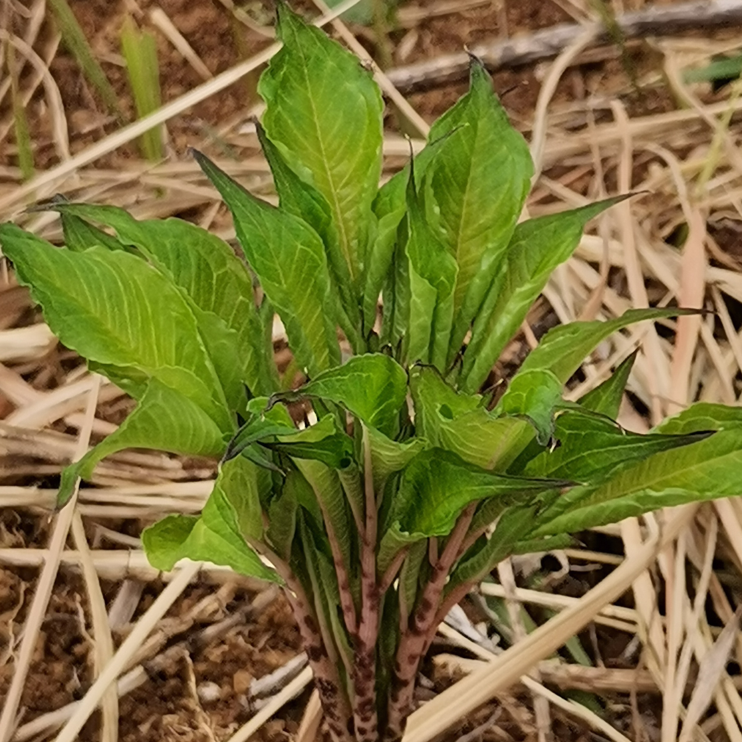 磨芋高产的种植技术 - 2020年最新商品信息聚合专区 - 百度爱采购