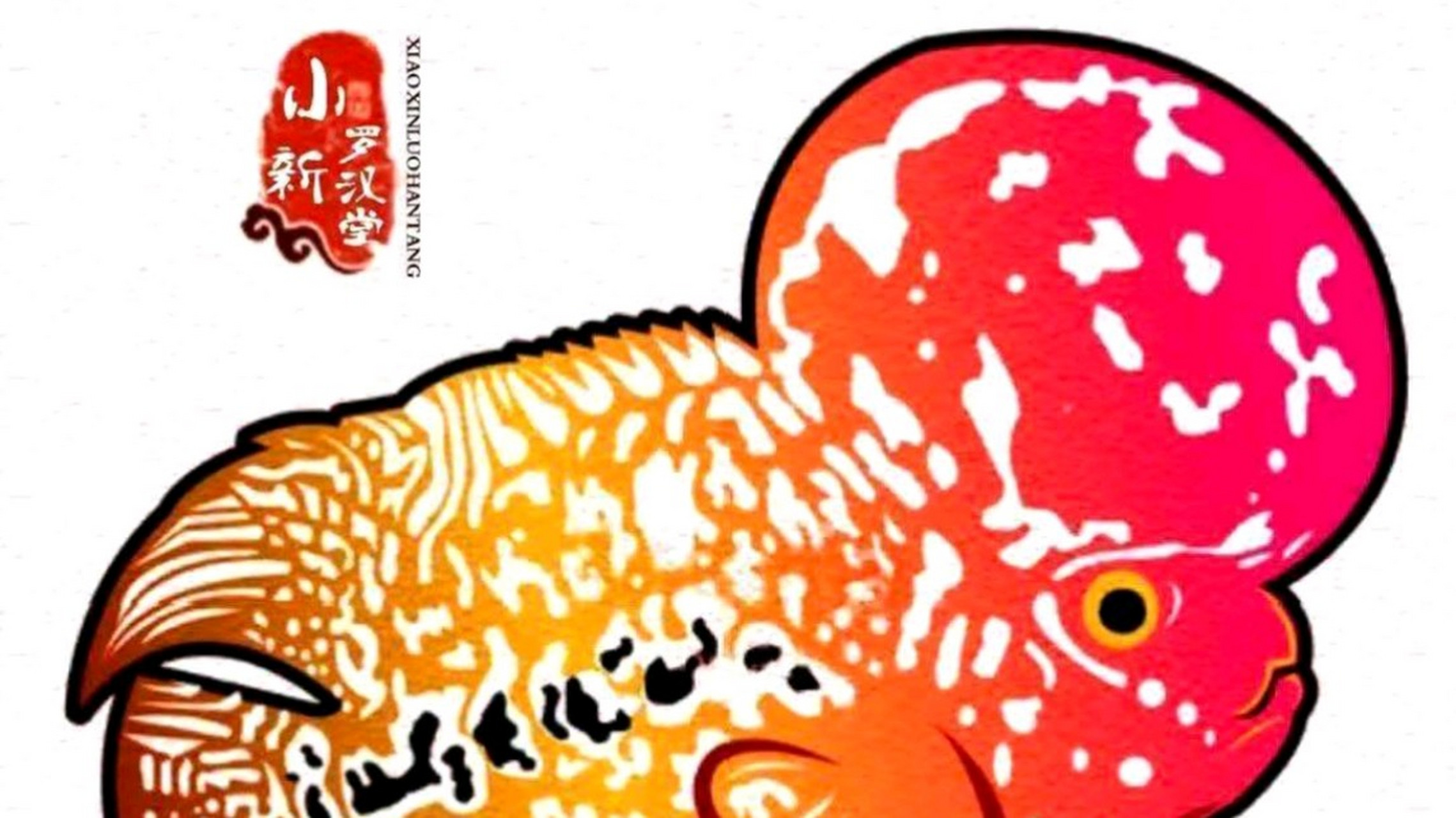 幻彩金花罗汉鱼