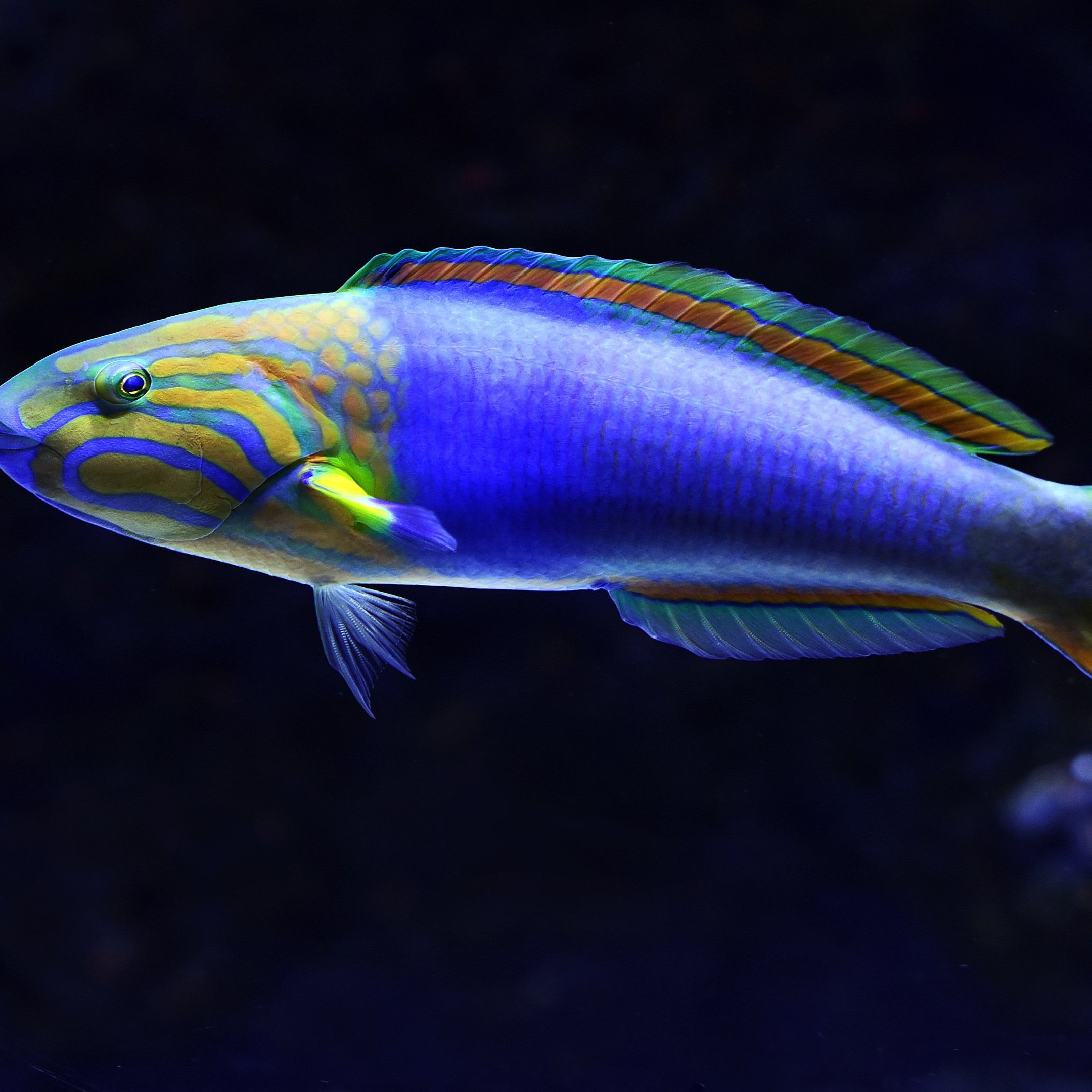 "戊戌六君子"刘光第的故乡,千年赵化:九口十八滩,桥上立灯杆