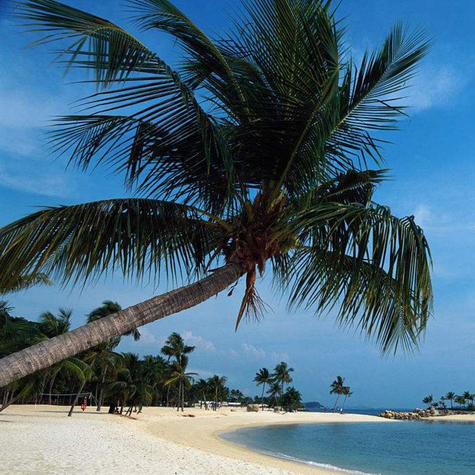 椰子树 百度百科