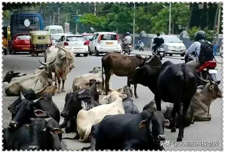 印度蜥蜴事件引热议 神奇食尸族真有其事