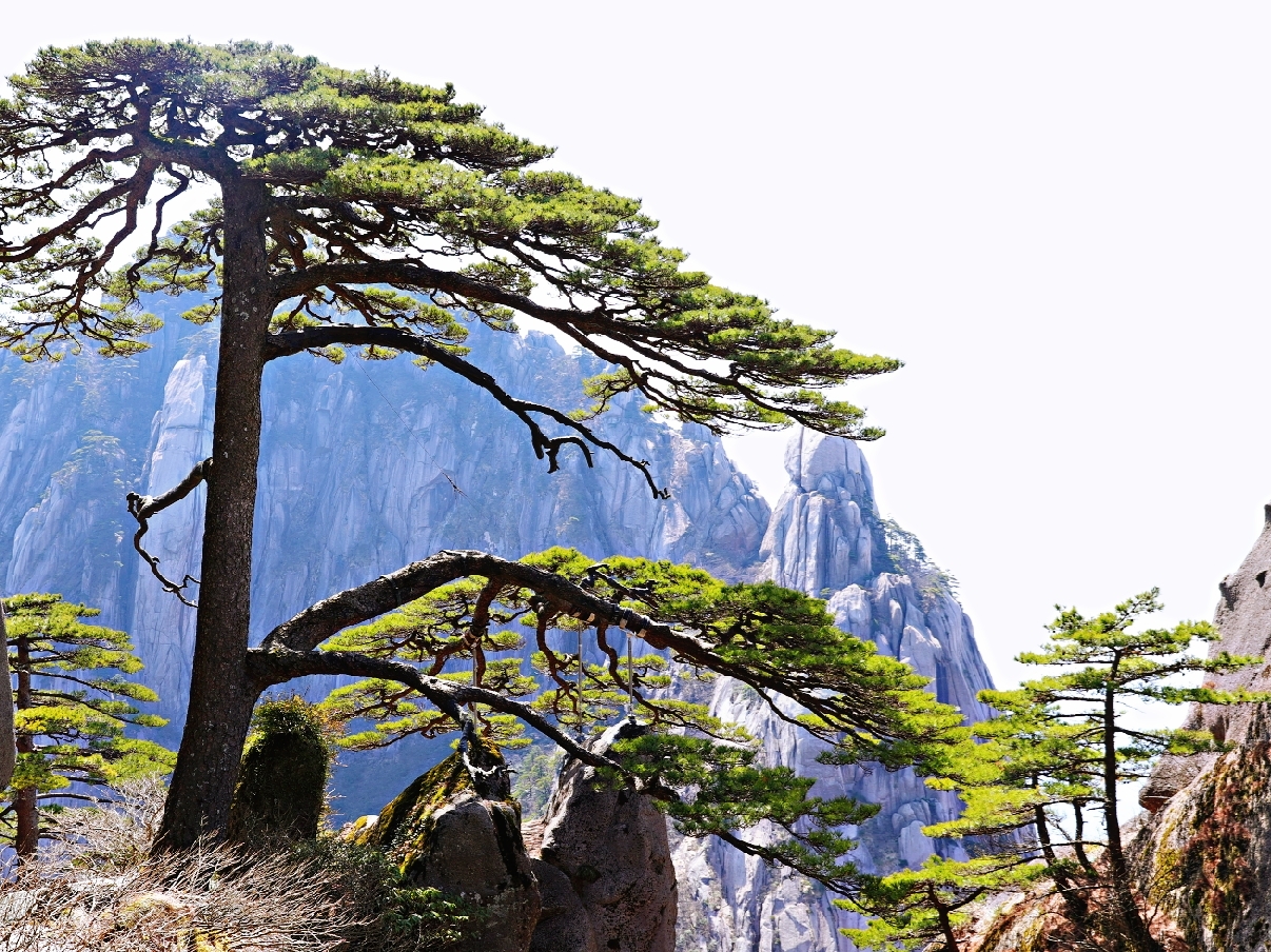 安徽省濉溪县荣获全省实施 乡村振兴战略实绩考核优秀县