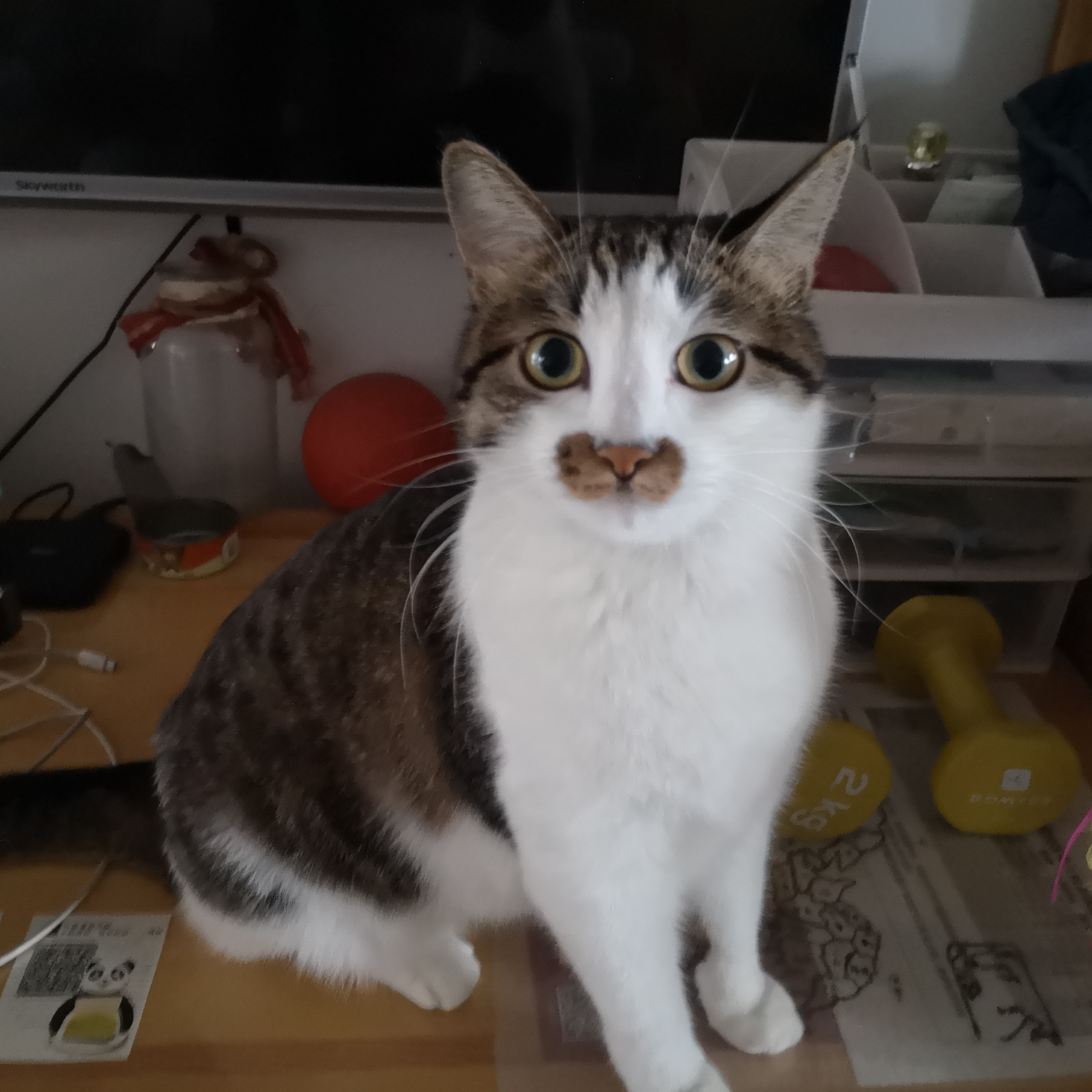 一只流浪三花猫的自救与被救之路