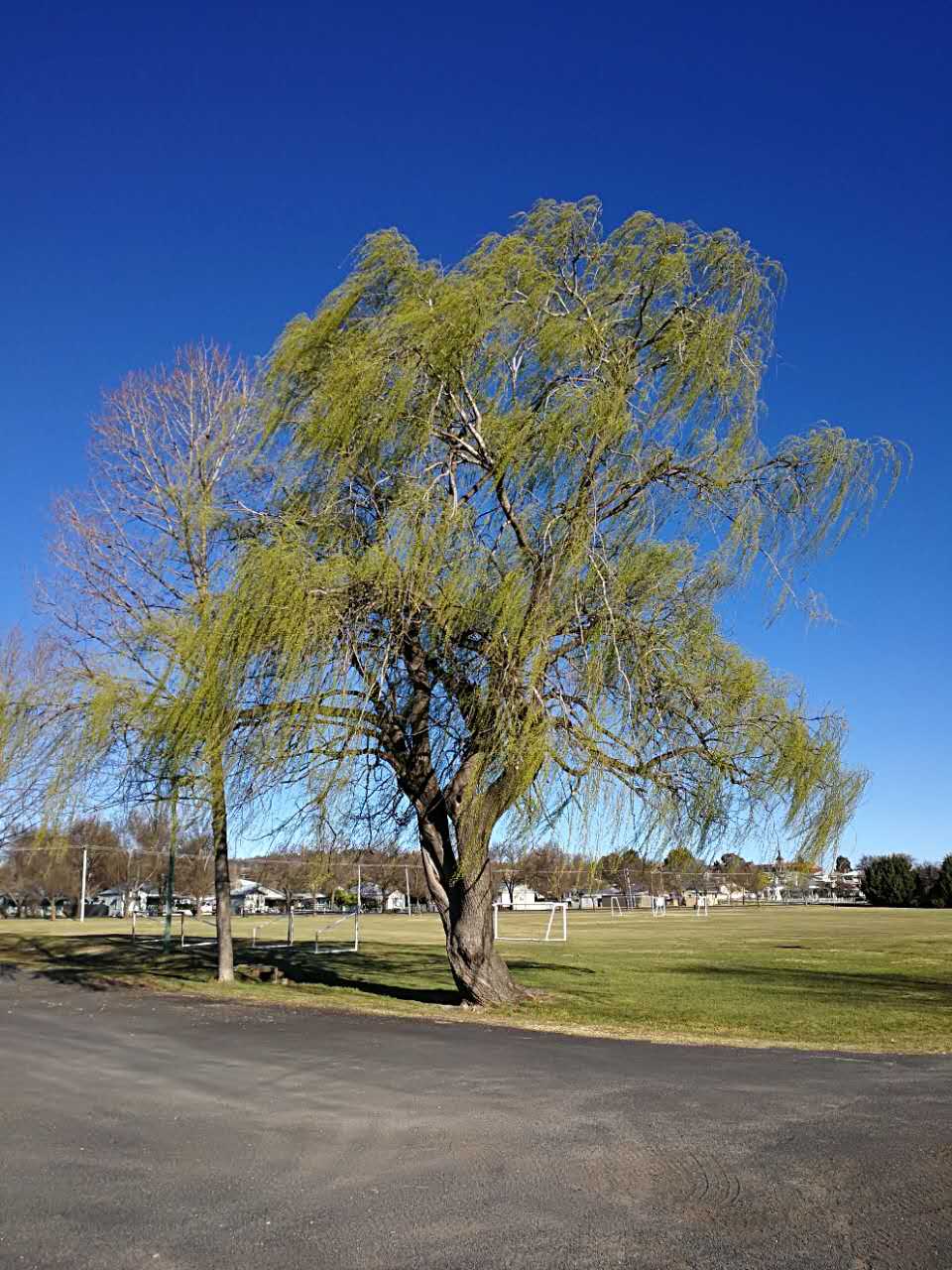 满分作文《生活在树上》:扎根土地,心向阳光