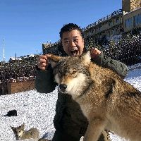 我在新疆养狼