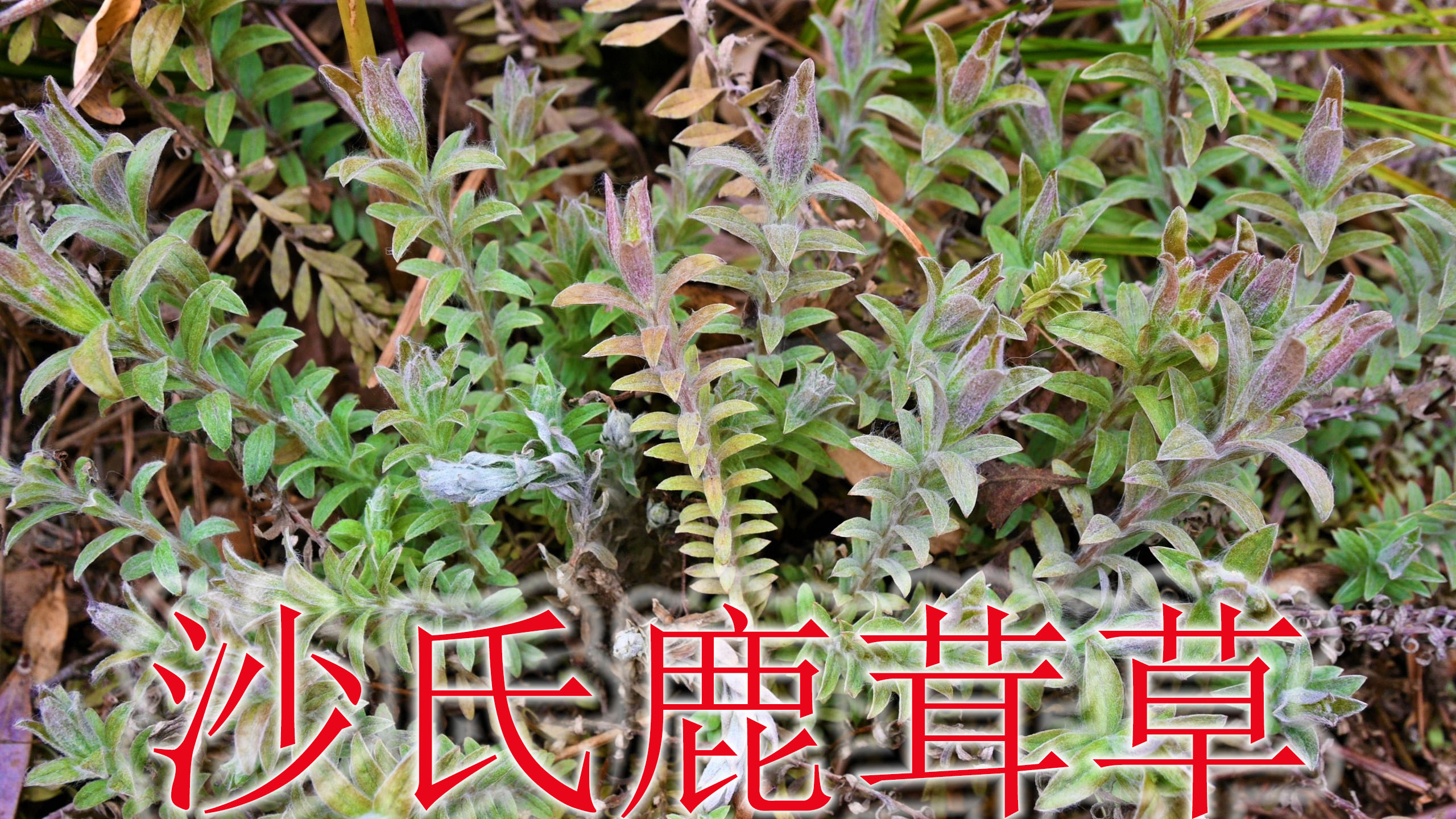 沙氏鹿茸草又叫“白头翁”,老人称“牙痛草”,也是药食同源植物