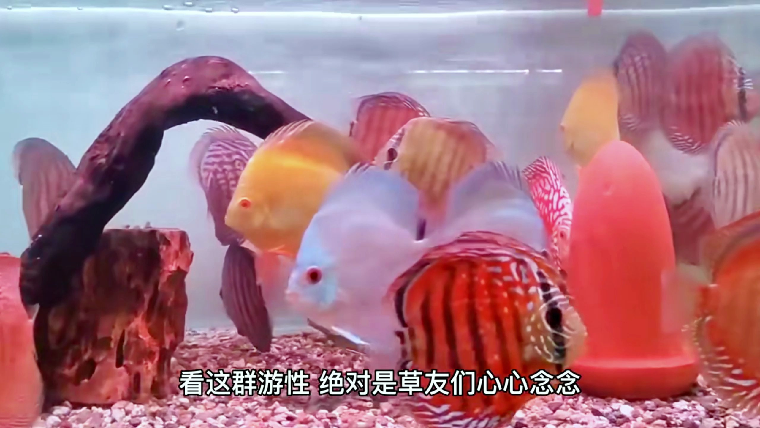 七彩不适合在草缸里养?有没有大佬给我分享一下草缸七彩!