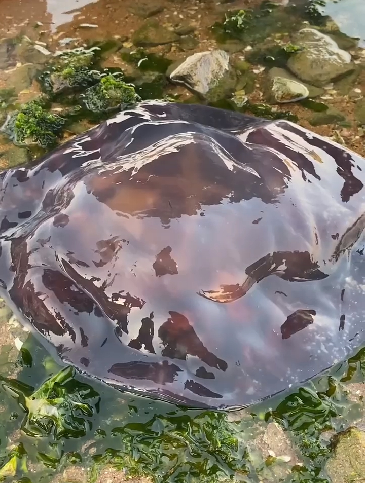 发现一只像果冻的生物,水母的一种,又可以吃一顿了