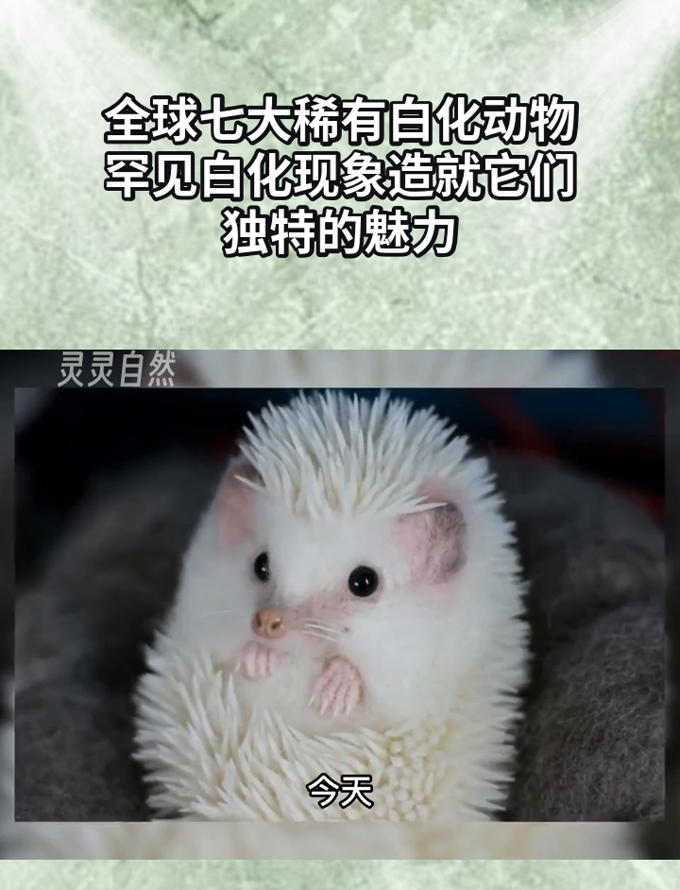 全球七大稀有白化动物,罕见白化现象造就它们独特的魅力