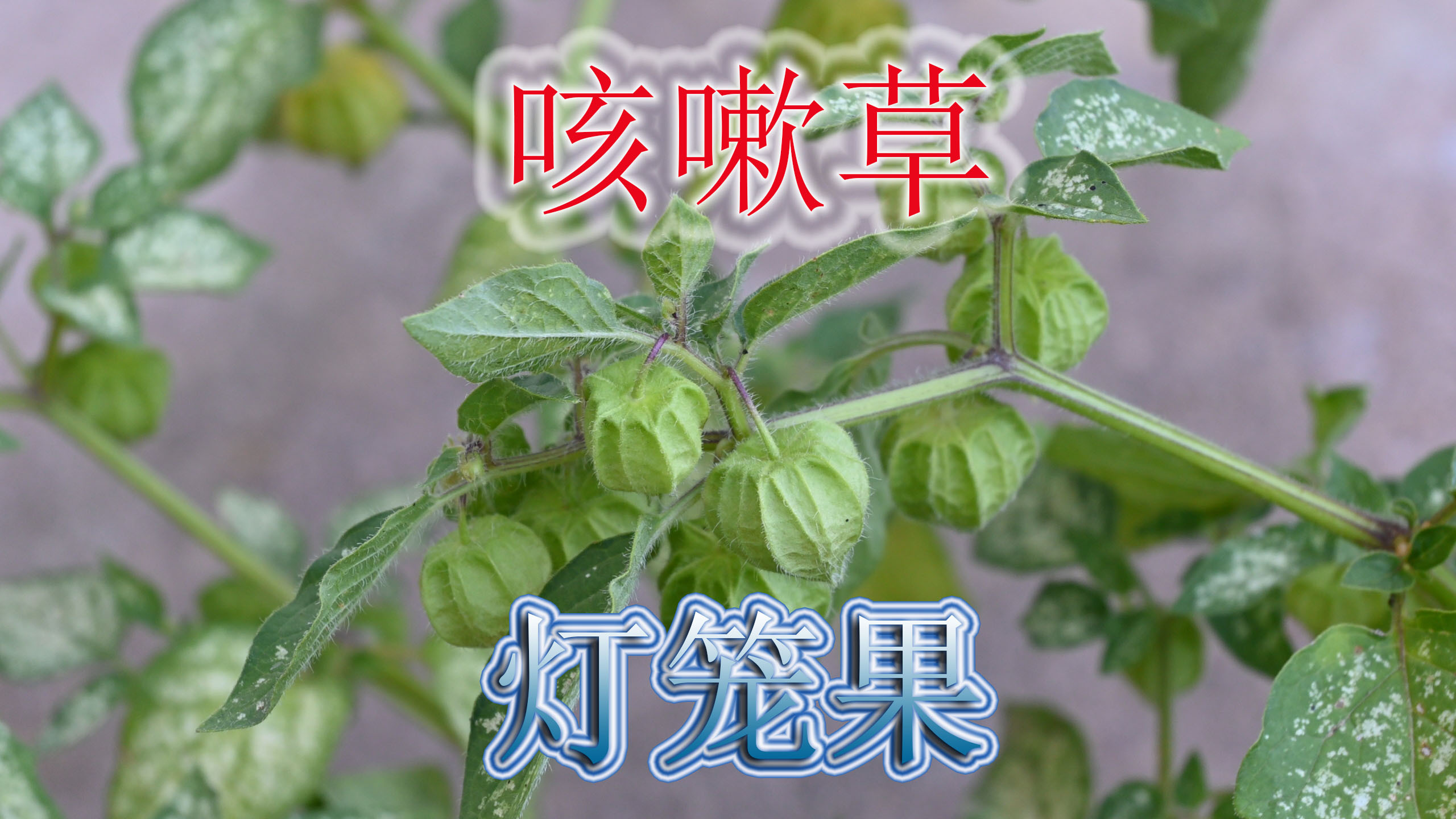 灯笼草学名“苦蘵”,农村俗称它为“咳嗽草”,煮水好处值得了解