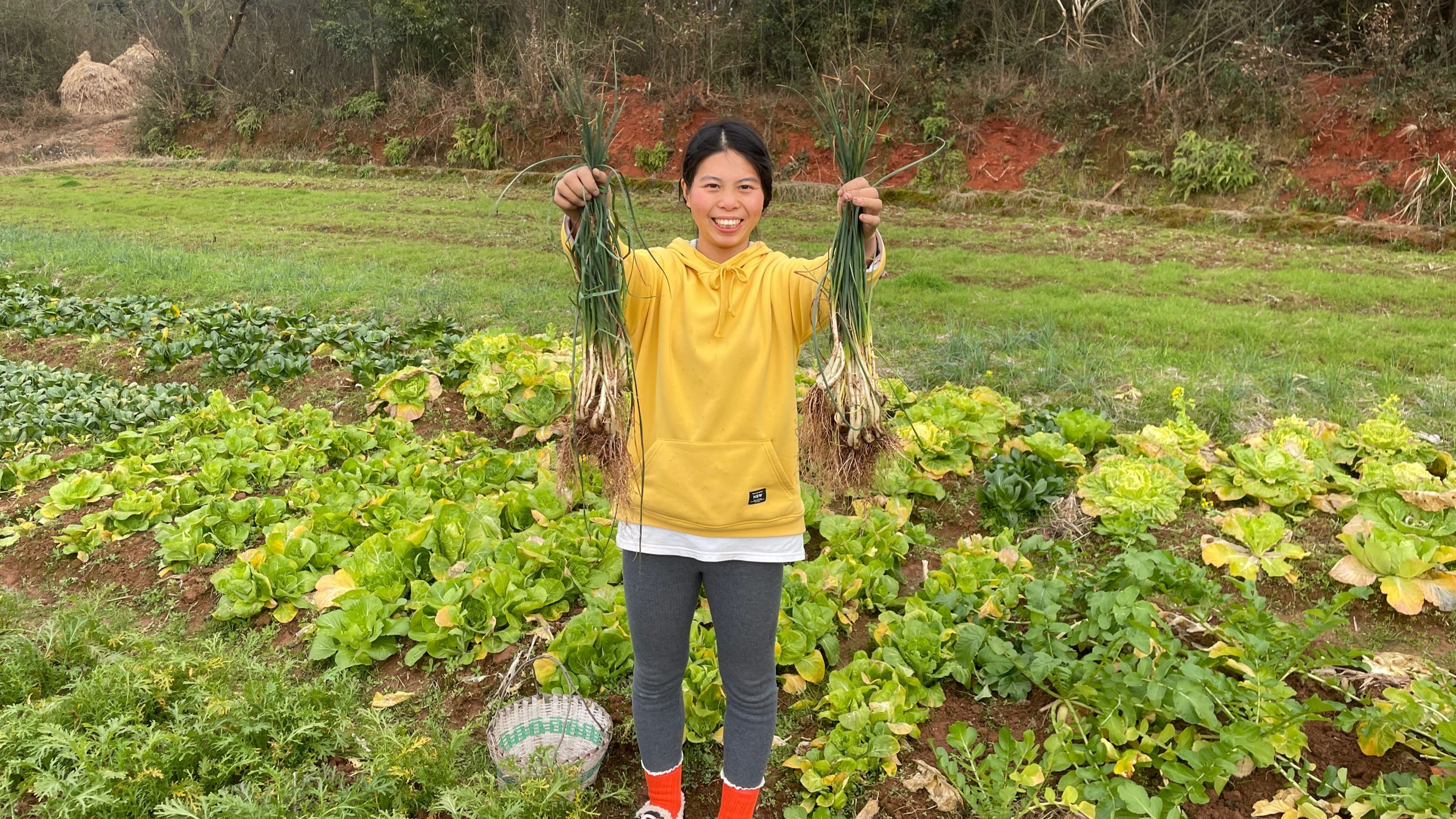 农村不一样的蔬菜,小秀菜田挖新鲜藠头,你们吃过吗?